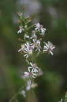 Common blue wood aster